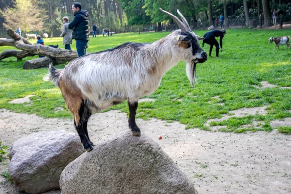 Bela cabra em um campo verde com chifres — Fotografia de Stock