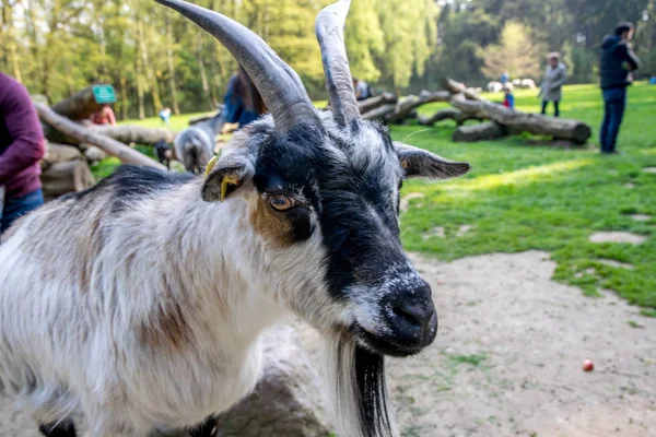 Beautiful goat in a green field with horns — Stock Photo, Image