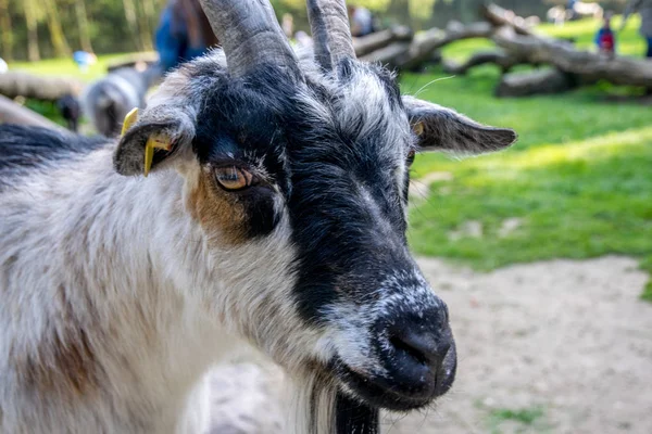Beautiful goat in a green field with horns — Stock Photo, Image