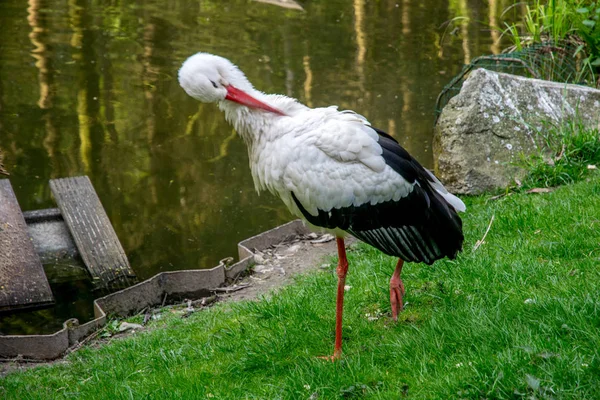 美しいコウノトリ自分自身の洗浄 — ストック写真