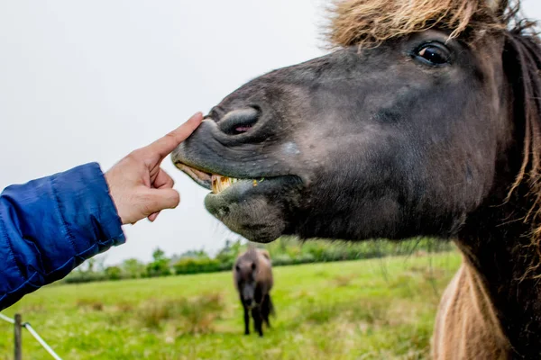 Un volto buffo di un'espressione di cavallo marrone — Foto Stock
