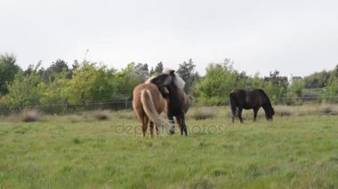 iki sevgi dolu at