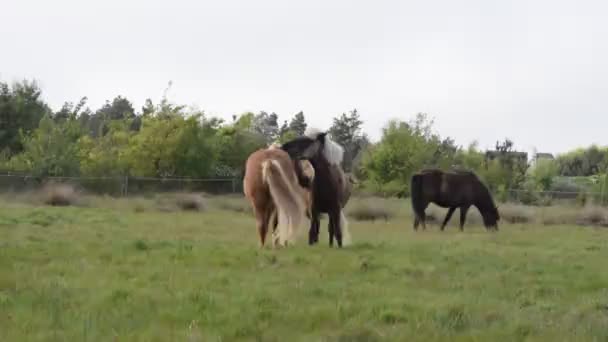 Dos caballos cariñosos — Vídeo de stock