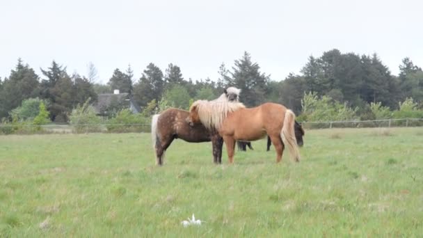 Twee liefdevolle paarden — Stockvideo