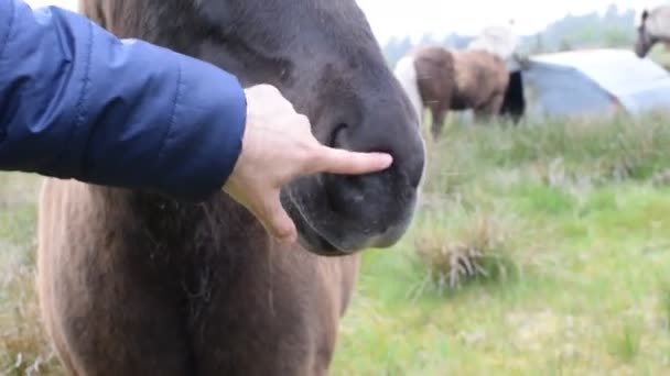 Koń bardzo śmieszne gesty — Wideo stockowe