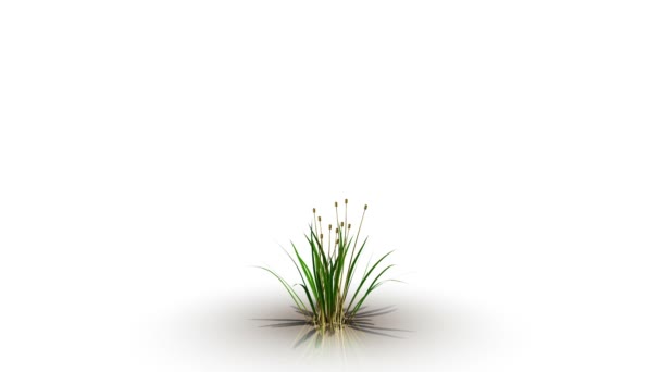 Τρισδιάστατη απεικόνιση του μια αύξηση λουλουδιών σε ένα λευκό στούντιο — Αρχείο Βίντεο