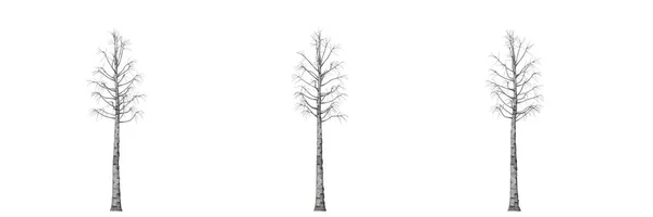 3D vykreslování tří stromů izolované na bílém — Stock fotografie