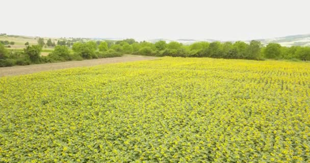 Luftaufnahme über einem Sonnenblumenfeld — Stockvideo