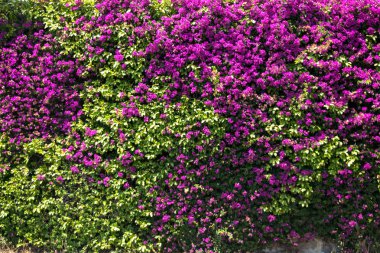 Avrupa'nın parlak bir günde yeşil elemanları ile güzel bir manzara