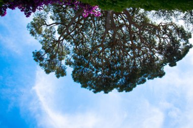 Avrupa'nın parlak bir günde yeşil elemanları ile güzel bir manzara