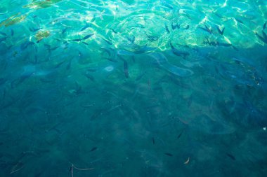 güneşli bir günde Eur görünümü su ve doğal elemanları ile rahatlatıcı