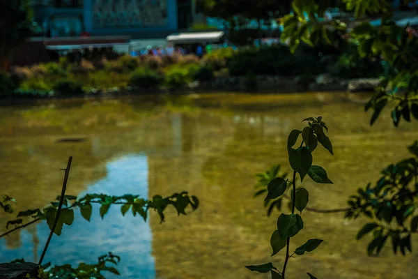 Vue relaxante avec eau et éléments naturels par une journée ensoleillée Eur — Photo