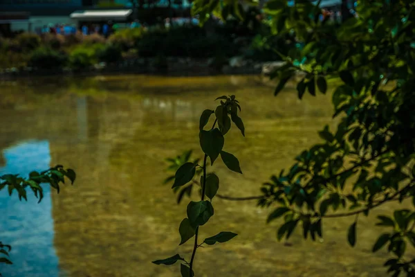 Relaxing view with water and natural elements in a sunny day Eur — Stock Photo, Image