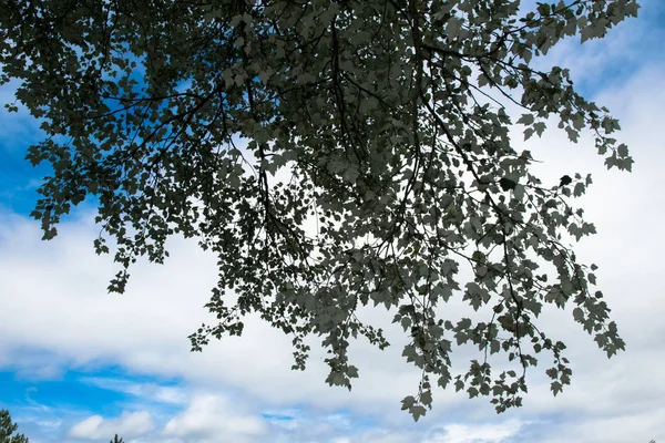 Hermosa escena con elementos verdes en un día brillante en Europa — Foto de Stock