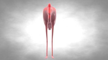 yansıtıcı bir kuş uzun bacaklar ile 3D render