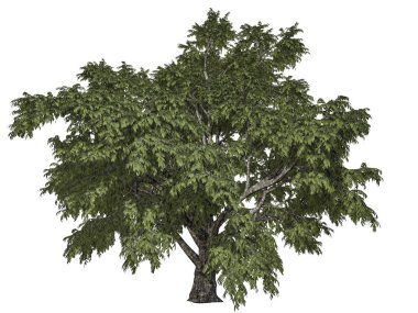 Beyaz backg izole bir ön plan ağaç dalı 3D render