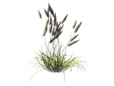 çiçek Bush üzerinde beyaz izole 3D render-ebilmek var olmak kullanılmış için fo