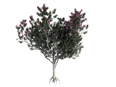 beyaz izole bir gerçekçi çiçek Bush 3D render
