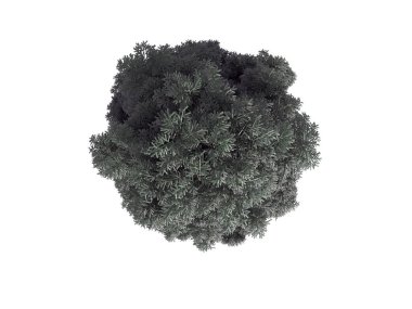 whit üzerinde izole bir gerçekçi yeşil üstten görünüm ağaç 3D render