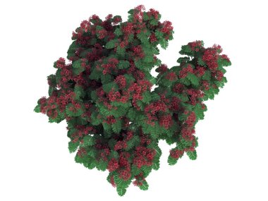 izole bir gerçekçi yeşil üstten görünüm çiçek Bush 3D render 