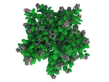 izole bir gerçekçi yeşil üstten görünüm çiçek Bush 3D render 