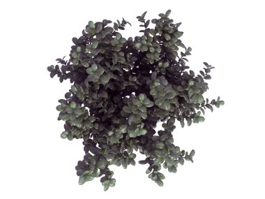 whit üzerinde izole bir gerçekçi yeşil üstten görünüm ağaç 3D render