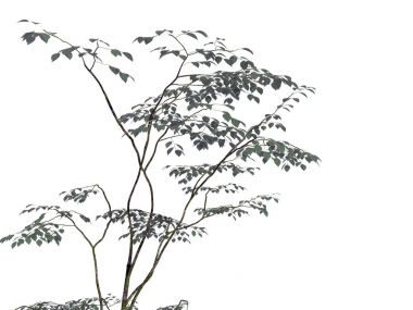 beyaz izole bir ön plan ağaç dalı 3D render