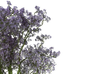 beyaz izole bir ön plan çiçek Bush 3D render