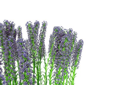 beyaz izole bir ön plan çiçek Bush 3D render