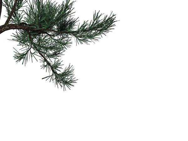 3D-rendering av en förgrunden trädgren isolerad på vita backg — Stockfoto
