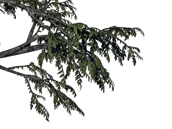 3D-rendering av en förgrunden trädgren isolerad på vita backg — Stockfoto
