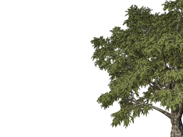 Representación 3d de una rama de árbol en primer plano aislada en respaldo blanco — Foto de Stock