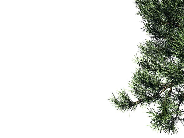 Renderowania 3D z gałęzi drzewa pierwszego planu na białym tle na liczby biały — Zdjęcie stockowe