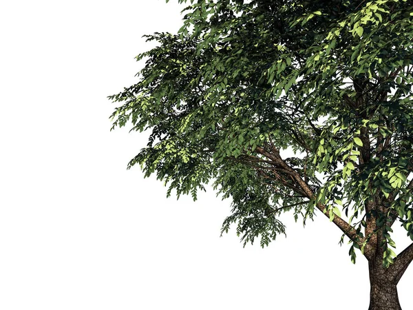 Representación 3d de una rama de árbol en primer plano aislada en respaldo blanco —  Fotos de Stock