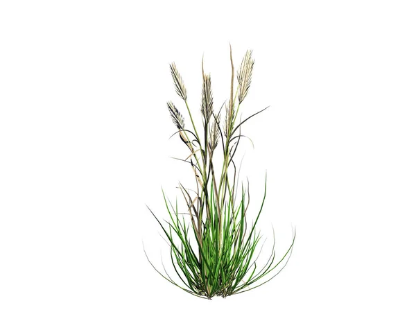 3d rendering of flower bush isolated on white can be used for fo — Stock Photo, Image