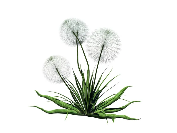 Rendering 3d di cespuglio di fiori isolato su bianco può essere utilizzato per fo — Foto Stock