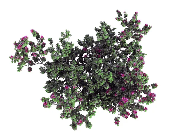 3D рендеринг реалистичный зеленый вид куст цветок сверху изолированы — стоковое фото