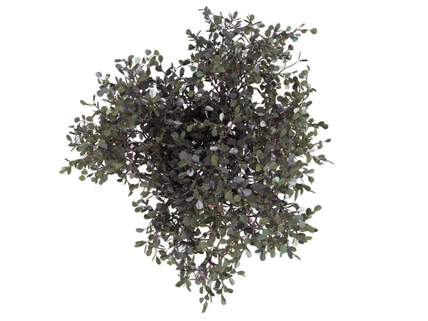 whit üzerinde izole bir gerçekçi yeşil üstten görünüm ağaç 3D render