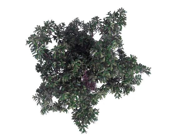 3d rendering of a realistic green top view tree isolated on whit — Stock Photo, Image