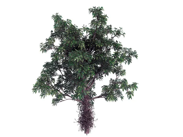 3D-rendering av en realistisk gröna träd isolerad på vit — Stockfoto
