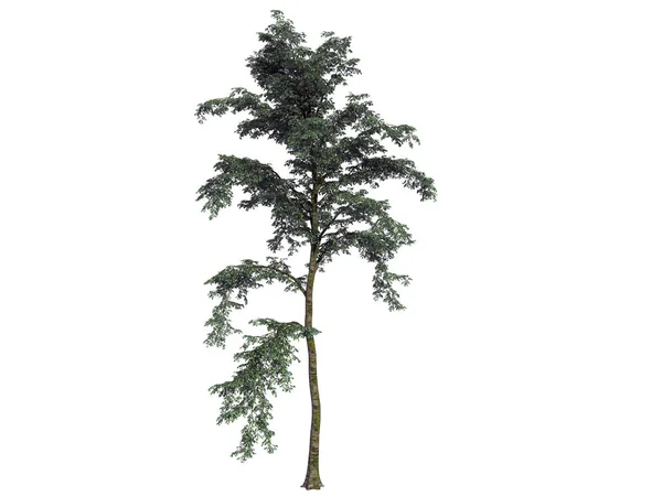 Rendering 3D di un albero verde realistico isolato su bianco — Foto Stock