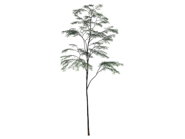 3D-Darstellung eines realistischen grünen Baumes isoliert auf Weiß — Stockfoto