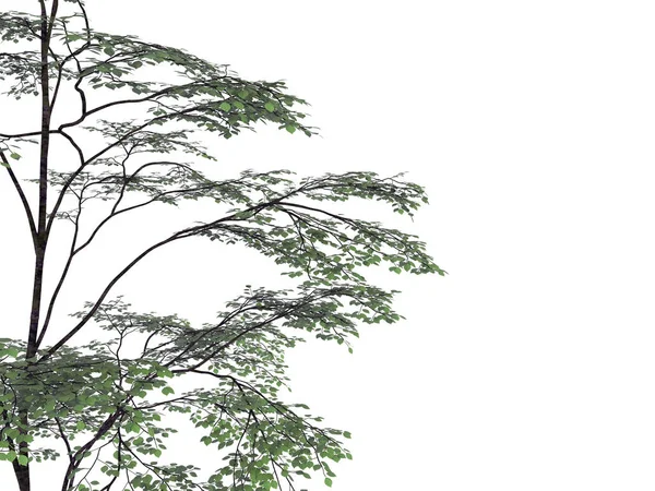 3D рендеринг ветки дерева переднего плана, изолированной на белом — стоковое фото