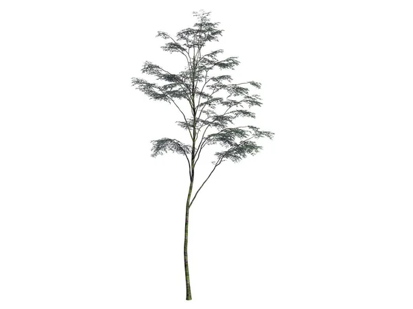 Τρισδιάστατη απεικόνιση του μια ρεαλιστική πράσινο δέντρο που απομονώνονται σε λευκό — Φωτογραφία Αρχείου