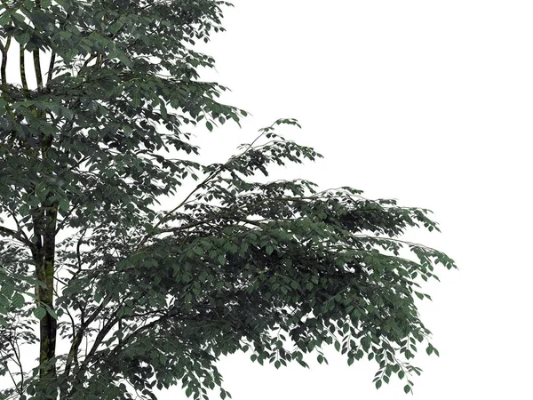 Τρισδιάστατη απεικόνιση του ένα κλαδί δέντρου προσκηνίου που απομονώνονται σε λευκό — Φωτογραφία Αρχείου