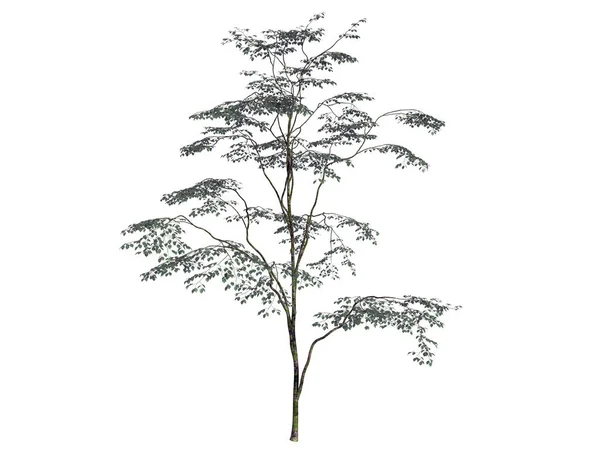 Representación 3d de un árbol verde realista aislado en blanco —  Fotos de Stock