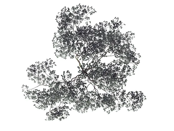 3D візуалізація реалістичного зеленого дерева вид зверху ізольовано на білому — стокове фото