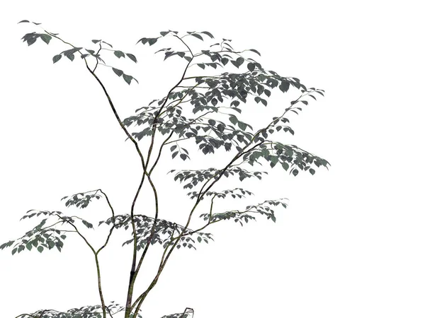 Representación 3d de una rama de árbol en primer plano aislada en blanco —  Fotos de Stock