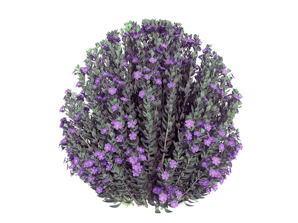 beyaz izole bir gerçekçi çiçek Bush 3D render