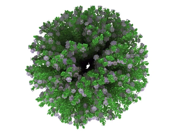 Üstten Görünüm üzerinde beyaz izole bir çiçek bush 3D render